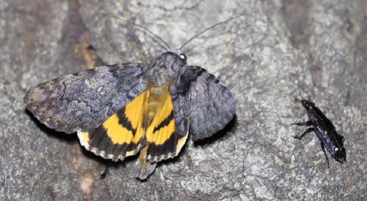 キタシバ、ヨツボシオオキスイ_凄いコナラ_2023年5月28日19時30分 気温20.1度